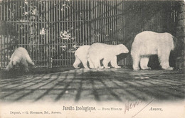 CPA Anvers - Jardin Zoologique - Ours Blancs - Hermans Edition - Antwerpen