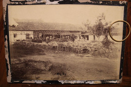 Photo 1880's Plantation Café La France San Marcos De Colon Honduras Animée Fermiers Tirage Albuminé Eloy Sol CDC Cabinet - Oud (voor 1900)