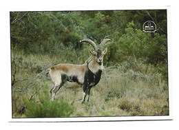 MACHO MONTÉS  ( CAPRA PYRENAICA HISPÁNICA ).-  PARQUE NATURAL DE CAZORLA - JAEN.- ( ESPAÑA ) - Jaén