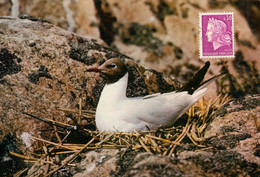 CP-56-Le PALAIS - Mouette Rieuse- Oblitération Philatélique Le Palais -  1974 **2 Scan** - Palais