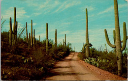 Cactus Sahuaro Trees In The Southwest - Cactus