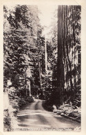 3206 - Real B&W RPPC Photo  – Road Thru Virgin Timber Washington WA – One Folded Corner - 2 Scans - Banff
