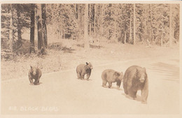 3208 - Real B&W RPPC Photo - Banff Alberta – Black Bears Animals – Canadian Pacific Railway CPR – VG Condition – 2 Scans - Banff