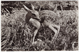 Ommen - Reekalf In De Natuur - (Overijssel, Nederland/Holland) - 1963 - Ommen