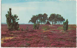 Groet Van De Lemelerberg - (Overijssel, Nederland/Holland) - Ommen