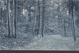 Portugal PPC D. & C. B. Serie 3006 Trees Forest LISBOA CENTRAL 1905 (2 Scans) - Brieven En Documenten