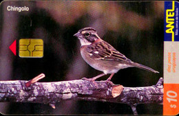 SCHEDA TELFONICA PHONECARD URUGUAY  BIRDS CHINGOLO RED CHIP - Uruguay