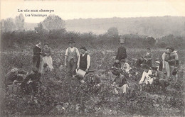 CPA Thèmes - Agriculture - La Vie Aux Champs - Les Vendanges - Animée - Héliotypie Dugas Et Cie - Série D - Viñedos