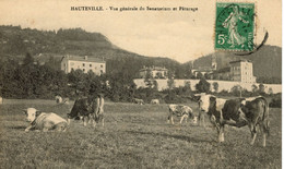 HAUTEVILLE VUE GENERALE DU SANATORIUM ET PATURAGE VACHES 1913 - Hauteville-Lompnes