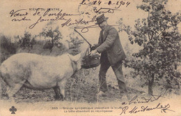 CPA Thèmes - Agriculture - Groupe Sympathique Cherchant  La Truffe - La Bête Attendant Sa Récompense - Dos Non Divisé - Veeteelt