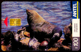 SCHEDA PHONECARD URUGUAY 2003 SEA MAMMALS LOBO FINO AMERICANO - Uruguay