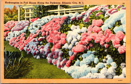 New Jersey Atlantic City Hydrangeas In Full Bloom Along The Parkway 1950 - Atlantic City