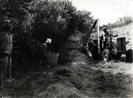 Photo - Années 1950/1960 - Tracteur Fauchant - - Tractors