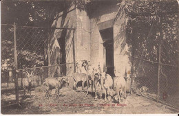 75 Paris Au Jardin Des Plantes. Chèvres De Sokoto. Chevre Goat - Parken, Tuinen