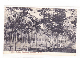 Trinidad  Tobago A Young Rubber Plantation - Trinidad
