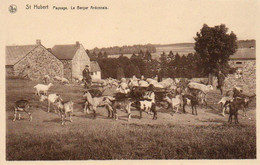 St-Hubert  Paysage  Le Berger Ardennais N'a Pas Circulé - Saint-Hubert