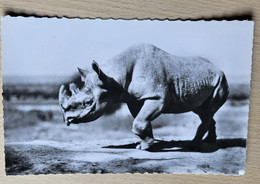 CPSM  Rhinocéros Afrique Noire  Cl. Galitzin Photo Véritable HOA QUI 1168 - Rhinoceros