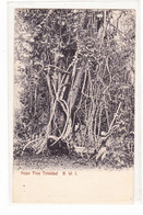 Trinidad  Tobago Rope Tree - Trinidad