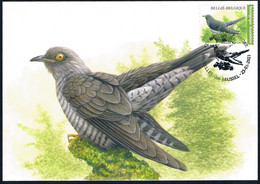 Belgique - Oiseaux : Coucou Gris CM 4991 (année 2021) - Cuckoos & Turacos