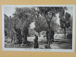 Jerusalem Garden Of Gethsemane - Israel