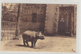 RHINOCEROS De L'Inde Au Jardin Zoologique D'ANVERS - Rhinozeros