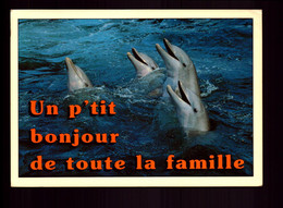 UN P TIT BONJOUR DE TOUTE LA FAMILLE DAUPHINS - Dauphins