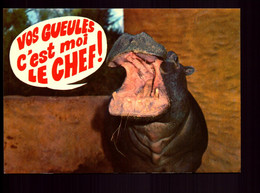 HIPPOPOTAME VOS GUEULES C EST MOI LE CHEF - Hippopotames