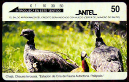 SCHEDA PHONECARD URUGUAY ESTACIÓN DE CRÍA DE FAUNA AUTOCTONAN: CHAJÁ - Uruguay