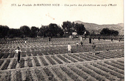 ST ANTOINE . LA POULIDO . PLANTATIONS AU MOIS D'AOUT - Petits Métiers