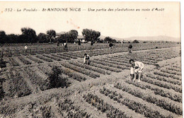 ST ANTOINE . LA POULIDO . PLANTATIONS AU MOIS D'AOUT - Petits Métiers