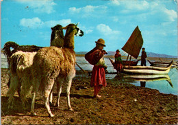 (3 N 19) Bolivia (posted To France) Lago Titicaca (with Llama ) - Bolivie