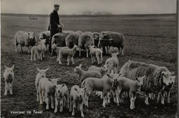 Texel // Voorjaar Op Texel (schapen) 196? - Texel