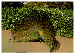 0078 / Peacock Austalia Male Gorge Botanical Gardens Launceston Tasmania - Lauceston