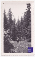 Forêt De Prémol / Isère - Photo 1938 11x6,8cm Près Chamrousse Uriage Belledonne A86-35 - Lugares