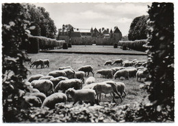 CPSM   22    LANVELLEC    -    CHATEAU DE ROSANBO TROUPEAU DE MOUTONS - Lanvellec