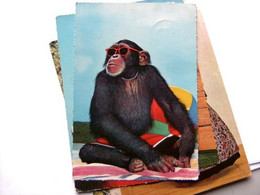 Kinderkaart Carte Enfants Children Aap Monkey Affe Singe Met Bril - Geklede Dieren