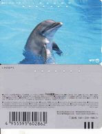 Japan, 105-231-186, Dolphin,  Fauna, Animal - Delphine