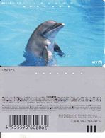 Japan, 105-231-186, Dolphin,  Fauna, Animal - Delfini