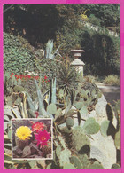 286442 / Ukraine USSR - Nikita - Yalta ( Crimea ) Nikitsky Botanical Gardens Flowers Fleurs - Cactus Kakteengewachse PC - Cactusses