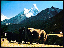 Nepal / Mt. Amadablam And Yak - Népal