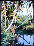 Ivory Coast, Cote D'Ivore 1970 / Region Ouvest, Paysage Typique De La Cote, Typical Landscape Of The Coast - Côte-d'Ivoire