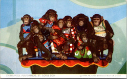 Missouri St Louis Zoo Champanzee Show Chimpanzee Performers Posing - St Louis – Missouri