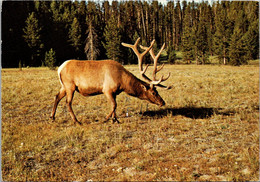 Yellowstone National Park Bull Elk Wapiti 1981 - USA National Parks