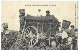 81   ALBI   LES  VENDANGES  DANS  LE  MIDI - Albi