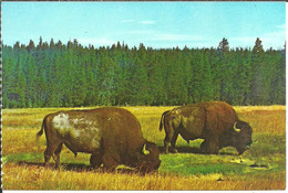 Yellowstone National Park (Arizona, USA) Bison Bull, American Buffalo, Bisonti - Parques Nacionales USA