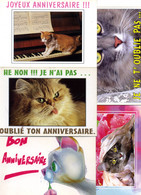 5 Cartes HUMORISTIQURES CHATS ET CHATONS  -  Tandy Et  Editions Paty & Sweety - Katzen