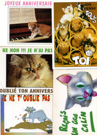 5 Cartes HUMORISTIQURES CHATS ET CHATONS  - Collection TANDY Et Editions Paty & Sweety Et Les Funnys - Katzen