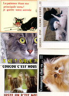 5 Cartes HUMORISTIQURES CHATS ET CHATONS  Editions Paty & Sweety + Lyna - Katzen