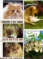 5 Cartes HUMORISTIQURES CHATS ET CHATONS  Editions LES FUNNYS Ou Editions Paty & Sweety - Katzen
