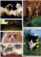 6 Cartes CHATS ET CHATONS (7403/2-7403/6-7403/8-7403/11-7403/16-7403/22) Editions Valloire - Production Leconte - Katzen